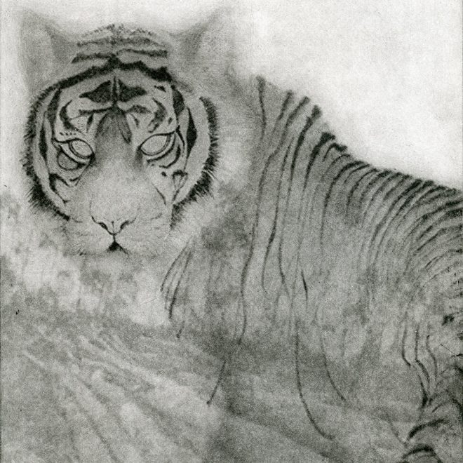 Sunda Tiger (Sachiko Purser)