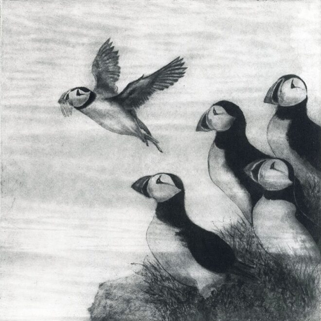 Puffins (Sachiko Purser)