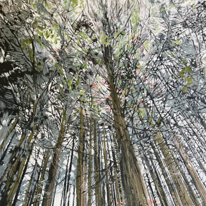 Fingle woods (Katy Bailey)