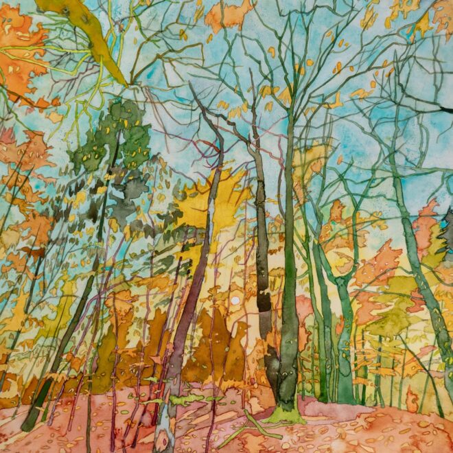 An Afternoon Walk In Whippendale Wood (Katy Ellis)