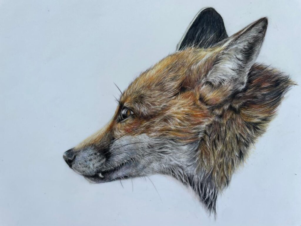 Fox Study (Sue Jarvis)