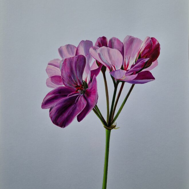 Geranium (Rosi Chappell)