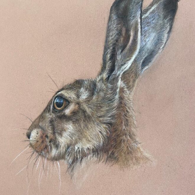 Hare Study (Sue Jarvis)