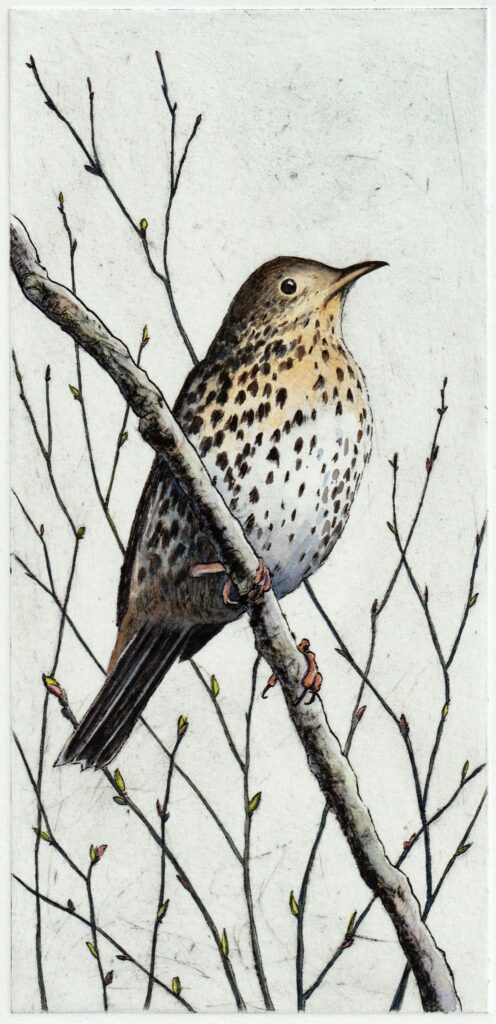 Mistle Thrush (Alison Hullyer)