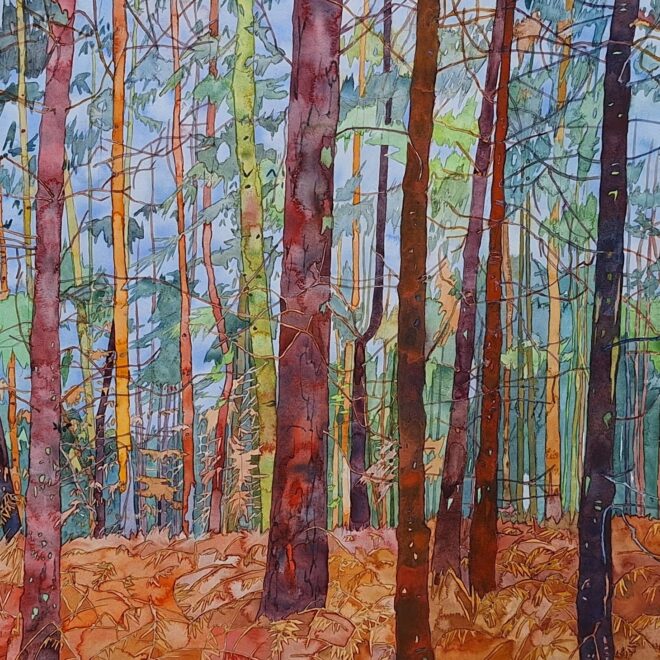 Thetford Forest After The Rain (Katy Ellis)