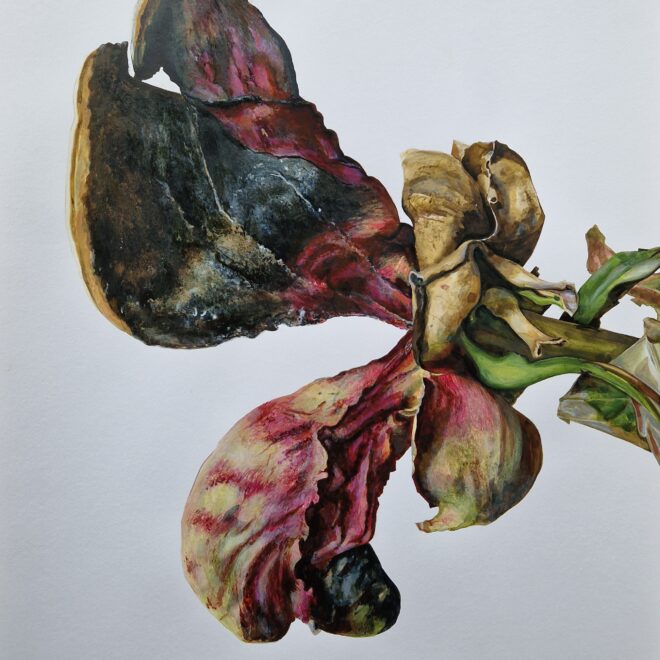 Tree Peony (Rosi Chappell)