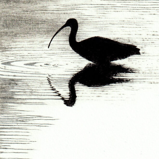 Ibis (Alison Hullyer)