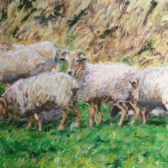Picos Mountain Sheep (Emily Fowke)