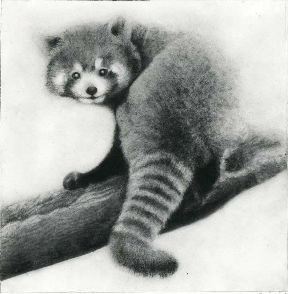 Red Panda (Sachiko Purser)