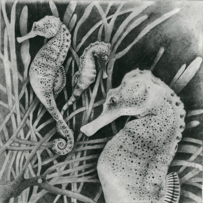 Seahorse (Sachiko Purser)