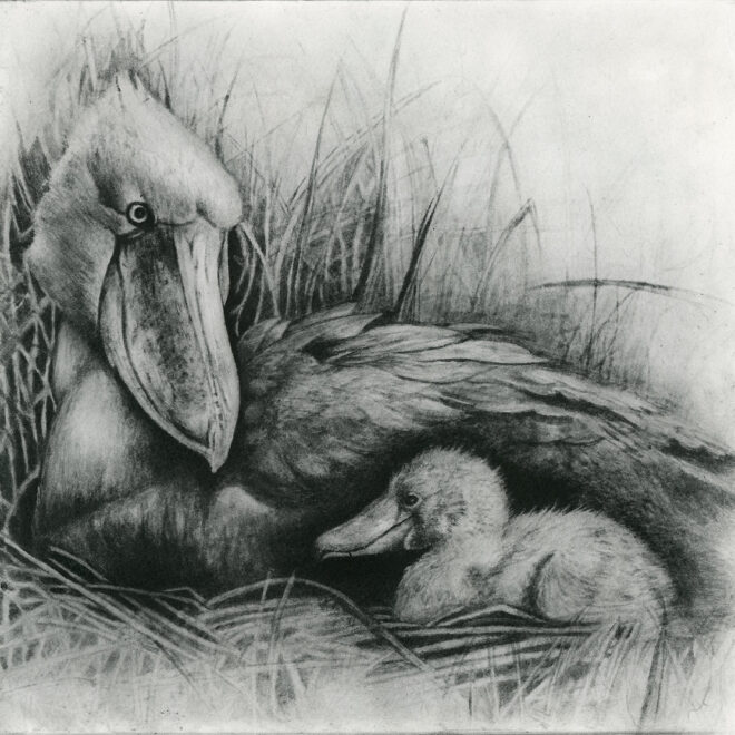 Shoebill (Sachiko Purser)