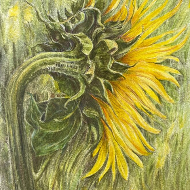 Sunflower (Sue Jarvis)